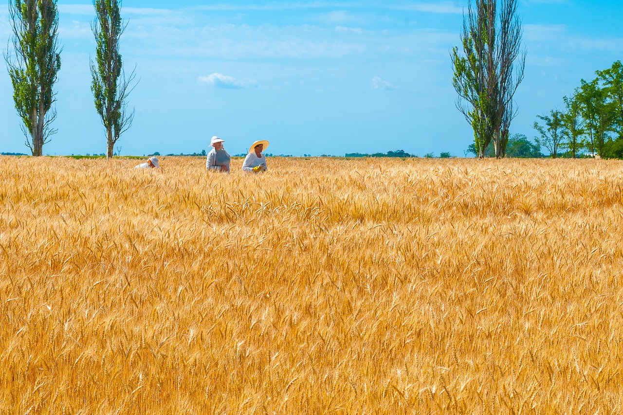 ukraine, the science, selection, wheat, field, bread, landscape, nature, ukraine, ukraine, ukraine, ukraine, ukraine