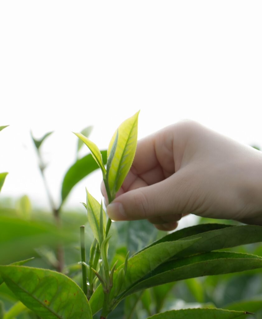 Close-up of hand picking fresh green tea leaves in a Yunnan tea plantation.